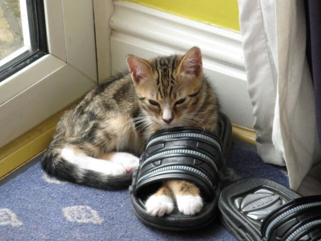 德甲精彩,球迷期待未来比赛,德甲参赛球队