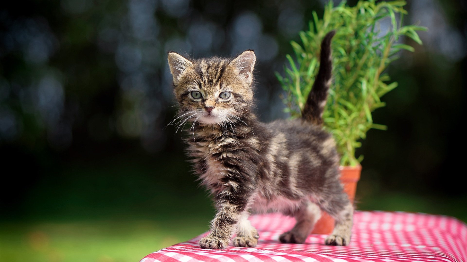 意甲火热开打，明星球员精彩表现不断刷屏，意甲十大巨星