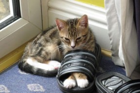 开云·体育官方网站入口-德甲精彩，球迷期待未来比赛，德甲参赛球队