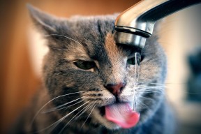 开云娱乐-乌拉圭男足在巴黎奥运会比赛中获得铜牌，创历史